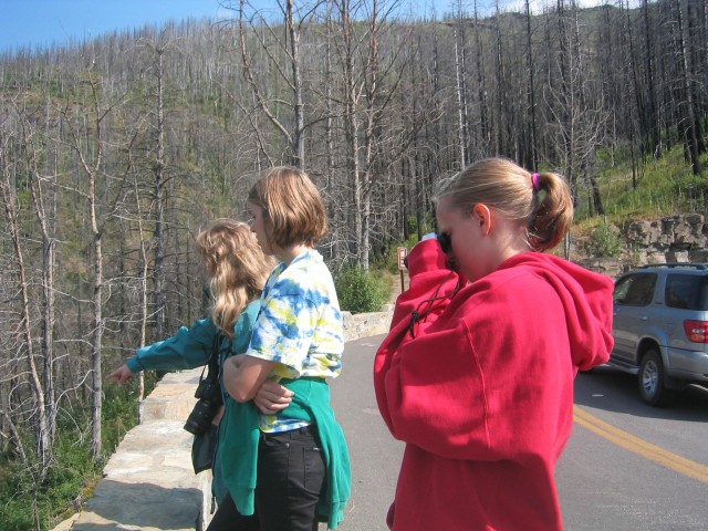 Old Forest Fire