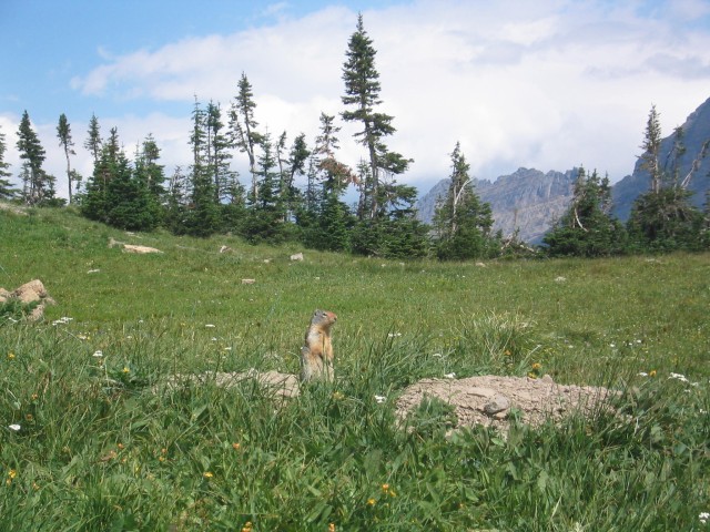 Squirrel