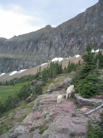 Mountain Goats