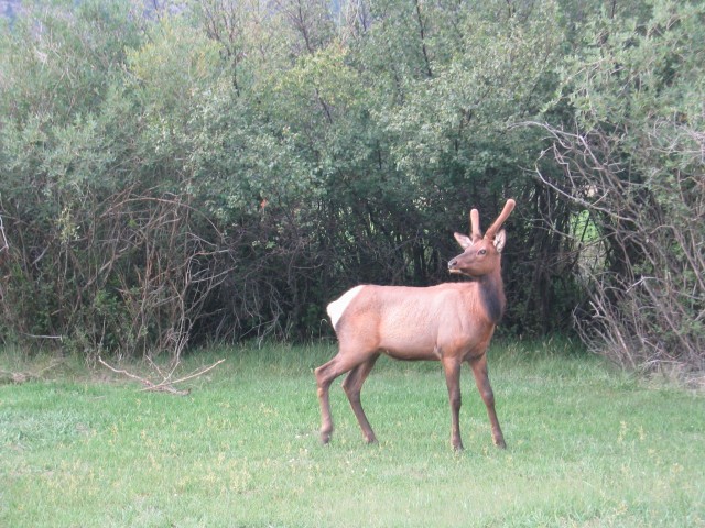 In the campground