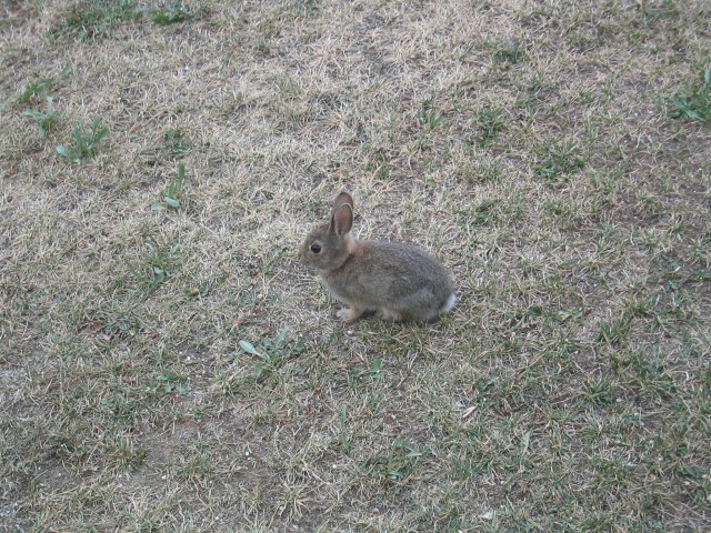 Bunny