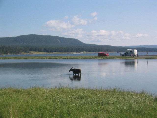 I see moose!