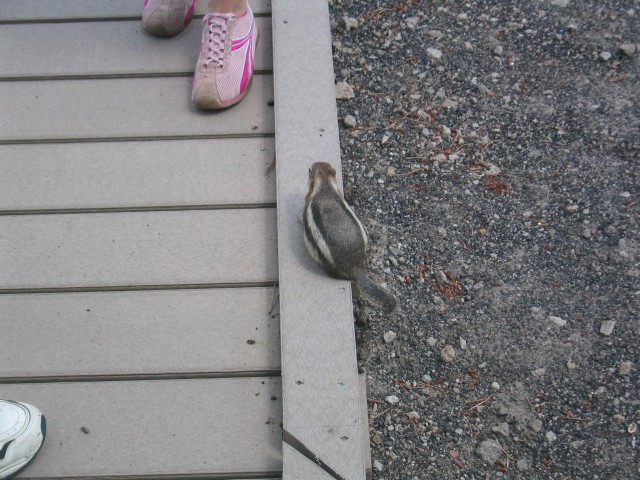 It's a Squirrel!