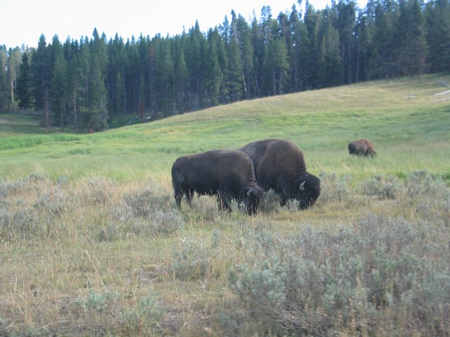 Bison grazing